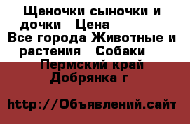 Щеночки-сыночки и дочки › Цена ­ 30 000 - Все города Животные и растения » Собаки   . Пермский край,Добрянка г.